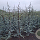 Cedrus l. 'Glauca' 150-175 cm met kluit