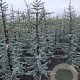 Cedrus l. 'Glauca' 150-175 cm met kluit