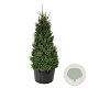 Picea abies 250-300 cm cont. 500L solitair