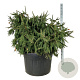 Picea a. 'Acrocona' 125-150 cm cont. 230L solitair