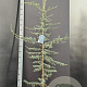 Cedrus l. 'Glauca' 150-175 cm 10L