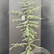 Cedrus l. 'Glauca' 175-200 cm 10L