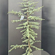 Cedrus l. 'Glauca' 175-200 cm 10L