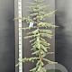 Cedrus l. 'Glauca' 175-200 cm 10L