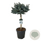 Picea pungens 'Glauca Globosa' 60 cm stam 30L