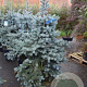 Picea pungens 'Oldenburg' 150-175 cm draadkluit solitair