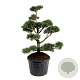 Pinus contorta 150-175 cm cont. 230L