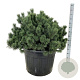 Pinus mugo 80-100 cm cont. 130L