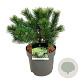 Pinus mugo 'Gnom' 25-30 cm 7,5L