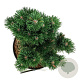 Pinus mugo 'Limerick' 20-25 cm