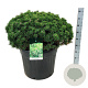 Pinus mugo 'Mops' 80-100 cm cont. 90L solitair