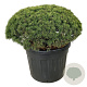 Pinus mugo 'Mops' 80-100 cm cont. 110L solitair