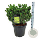 Pinus mugo 'Mumpitz' 50-60 cm 30L extra