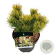 Pinus mugo 'Winter Gold' 20-25 cm