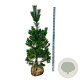 Pinus nigra nigra 175-200 cm draadkluit