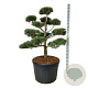 Pinus sylvestris 125-150 cm cont. 180L bonsai