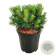 Pinus sylv. Blue Pearl 30-40 cm 15L