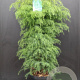 Cryptomeria j. 'Elegans Viridis' 60-80 cm 7,5L