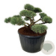 Pinus sylv. 'Repens' 125-150 cm cont. 285L bonsai