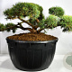 Pinus sylv. 'Repens' 150-175 cm cont. 500L bonsai