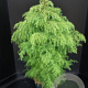 Cryptomeria j. 'Elegans Viridis' 80-100 cm 7,5L