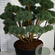 Pinus sylv. 'Watereri' 150-175 cm cont. 500L bonsai