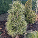 Sciadopitys verticillata 'Shine a Light' 50-60 cm 7,5L