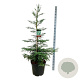 Sequoia semp. 'Steel Blue' 150-175 cm cont. 55L extra
