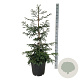 Sequoia s. 'Cantab' 100-125 cm 30L extra