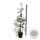 Sequoia s. 'Illa Martin' 150-175 cm 15L
