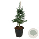 Sequoiadendron g. 'Glaucum' 80-100 cm 30L extra