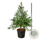 Sequoiadendron g. 'H. Mammoth One' 150-175 cm cont. 90L extra