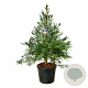 Sequoiadendron g. 'H. Mammoth One' 150-175 cm cont. 90L extra