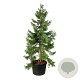 Sequoiadendron g. 'H. Mamm. Three' 250-300 cm cont. 230L solitair
