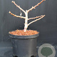 Ginkgo bil. 'Mariken' 25-30 cm 5,0L