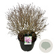 Syringa Bloomerang Dark Purple 60-80 cm cont. 55L bol extra
