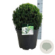 Taxus media 'Groenland' 30-35 cm 10L bol