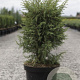 Juniperus comm. 'Hibernica' 60-80 cm 7,5L