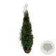 Thuja occidentalis 'King of Brabant' 180-200 cm met kluit extra