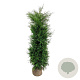 Thuja occ. 'Brabant' 180-200 cm met kluit extra