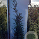 Juniperus comm. 'Hibernica' 80-100 cm met kluit