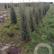 Juniperus comm. 'Hibernica' 80-100 cm met kluit