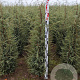 Juniperus comm. 'Hibernica' 80-100 cm met kluit