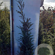 Juniperus comm. 'Hibernica' 80-100 cm met kluit