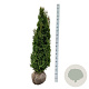 Thuja occ. 'Degroot's Spire' 140-160 cm met kluit extra