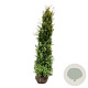 Thuja occ. 'Salland' 180-200 cm met kluit extra