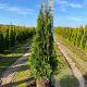 Thuja occ. 'Smaragd' 120-140 cm met kluit