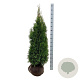 Thuja occ. 'Smaragd' 120-140 cm met kluit extra