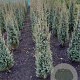 Juniperus comm. 'Sentinel' 60-80 cm met kluit