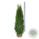 Thuja occ. 'Smaragd' 160-180 cm met kluit extra